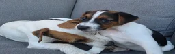 Parson Russell dogs for sale: Parson Russell terrier (health tested) - Advert 6