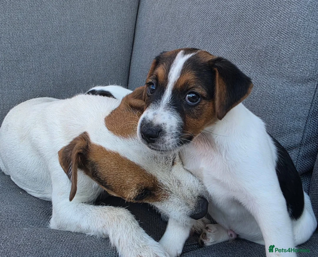 Parson Russell dogs for sale: Parson Russell terrier (health tested) - Advert 6