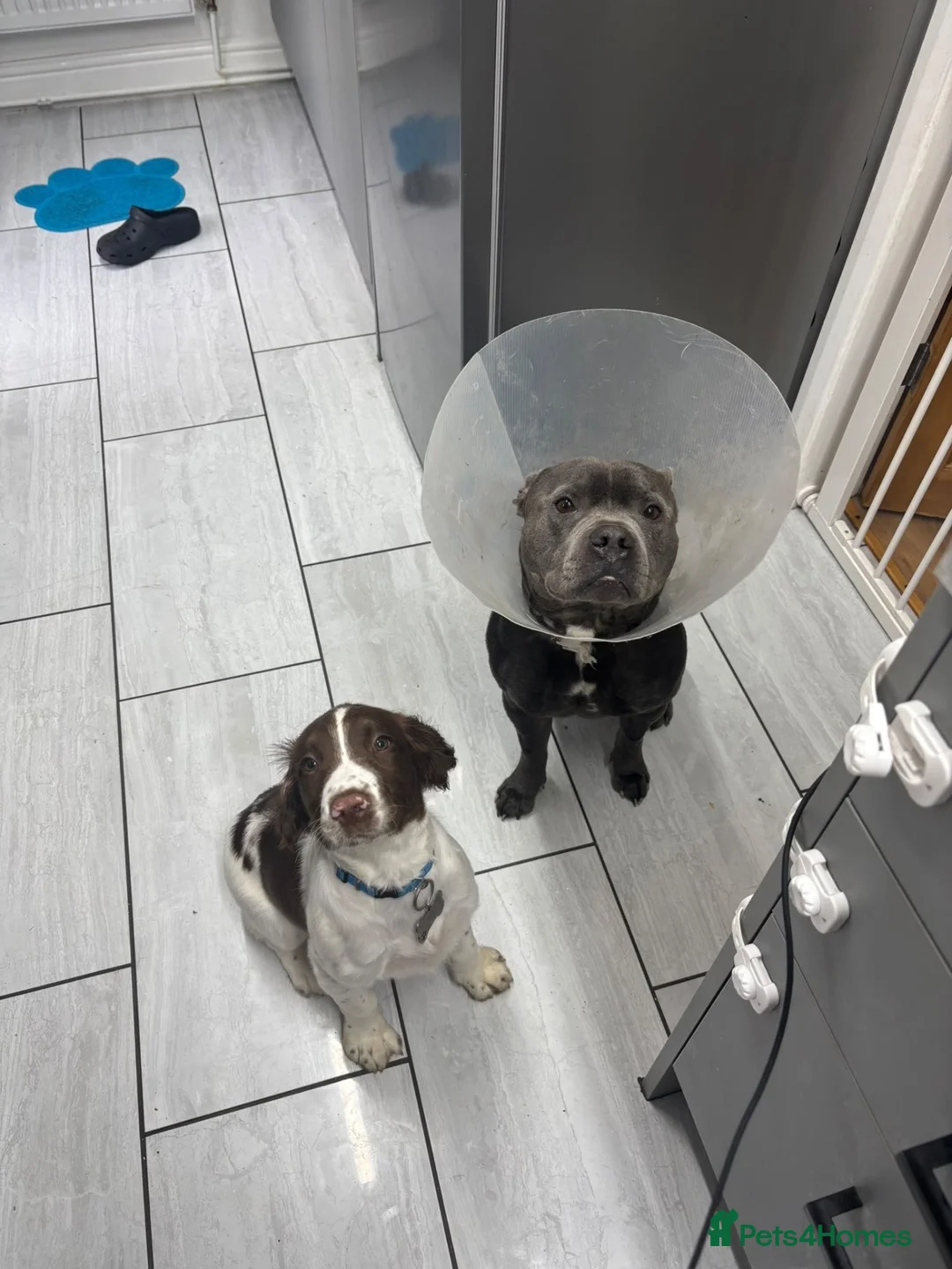 English Springer Spaniel dogs for sale: 16 week springer  - Advert 3