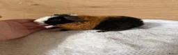 Guinea Pig rodents for sale: 4 male baby teddy guineapigs AVAILABLE  - Advert 4