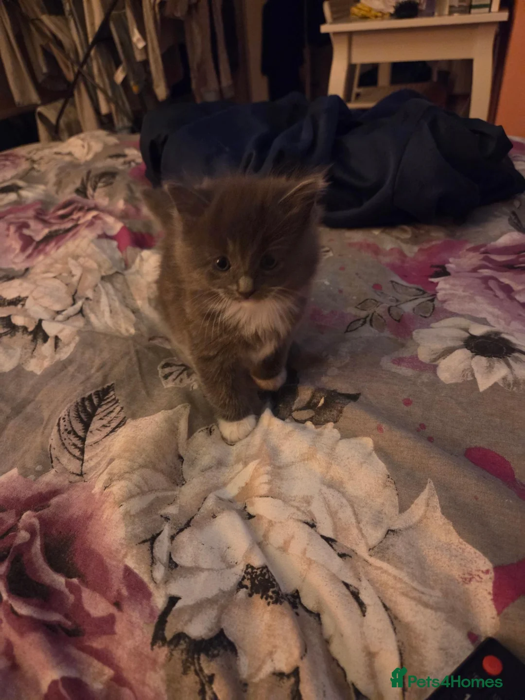 Mixed Breed cats for sale: Three grey/blue boys - Advert 1