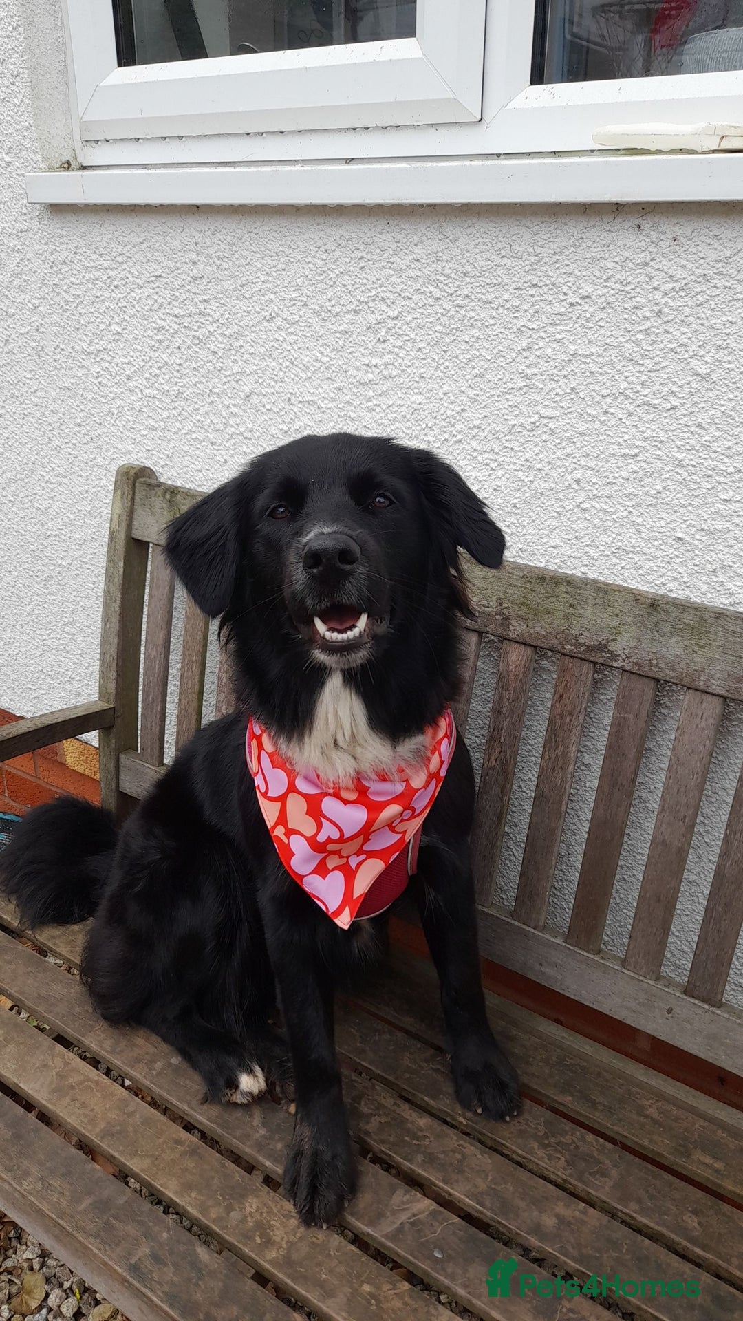 Border Collie dogs for stud: LOOKING FOR STUD  - Advert 5