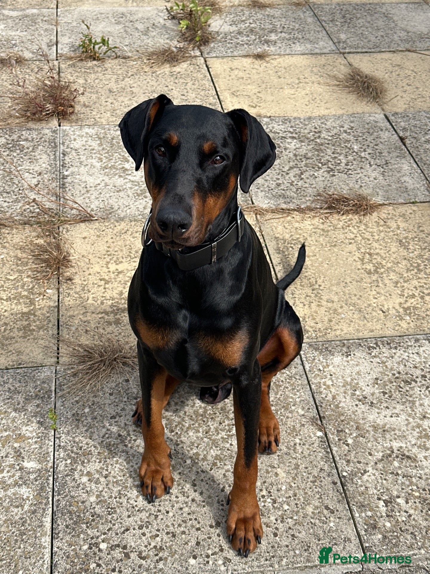 Dobermann dogs Koby  - Advert 8