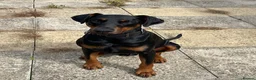 Dobermann dogs for sale: Koby  in Peterborough - Advert 1