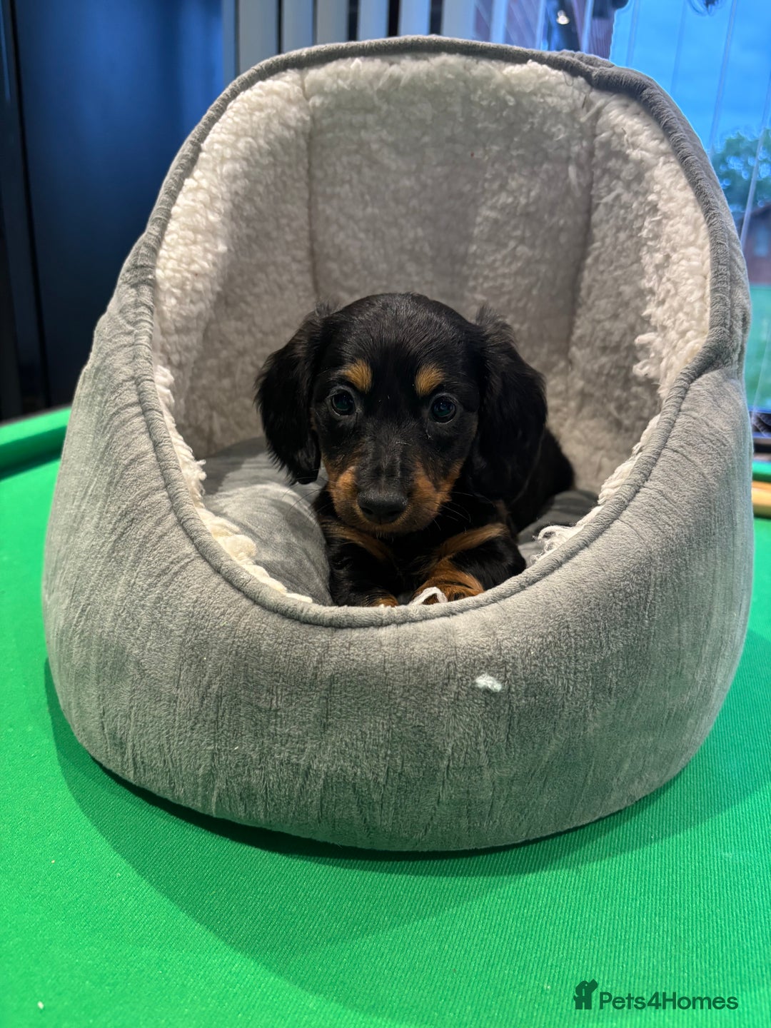 Miniature Dachshund dogs for sale: Minature Dachshund Puppies For Sale  - Image 13