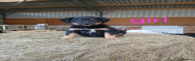 Border Collie 4