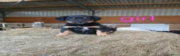 Border Collie dogs for sale: Beautiful border collie puppies  - Advert 3