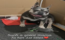 French Bulldog dogs for sale: 5 Beautiful French Bulldog Puppies  - Image 14