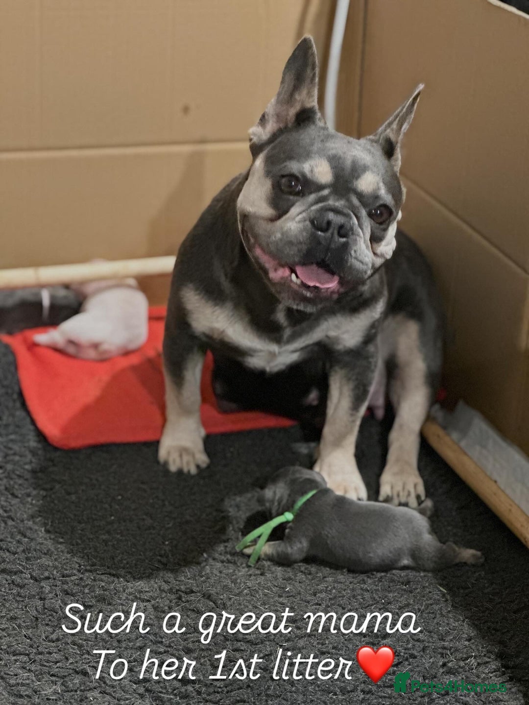 French Bulldog dogs for sale: 5 Beautiful French Bulldog Puppies  - Image 14