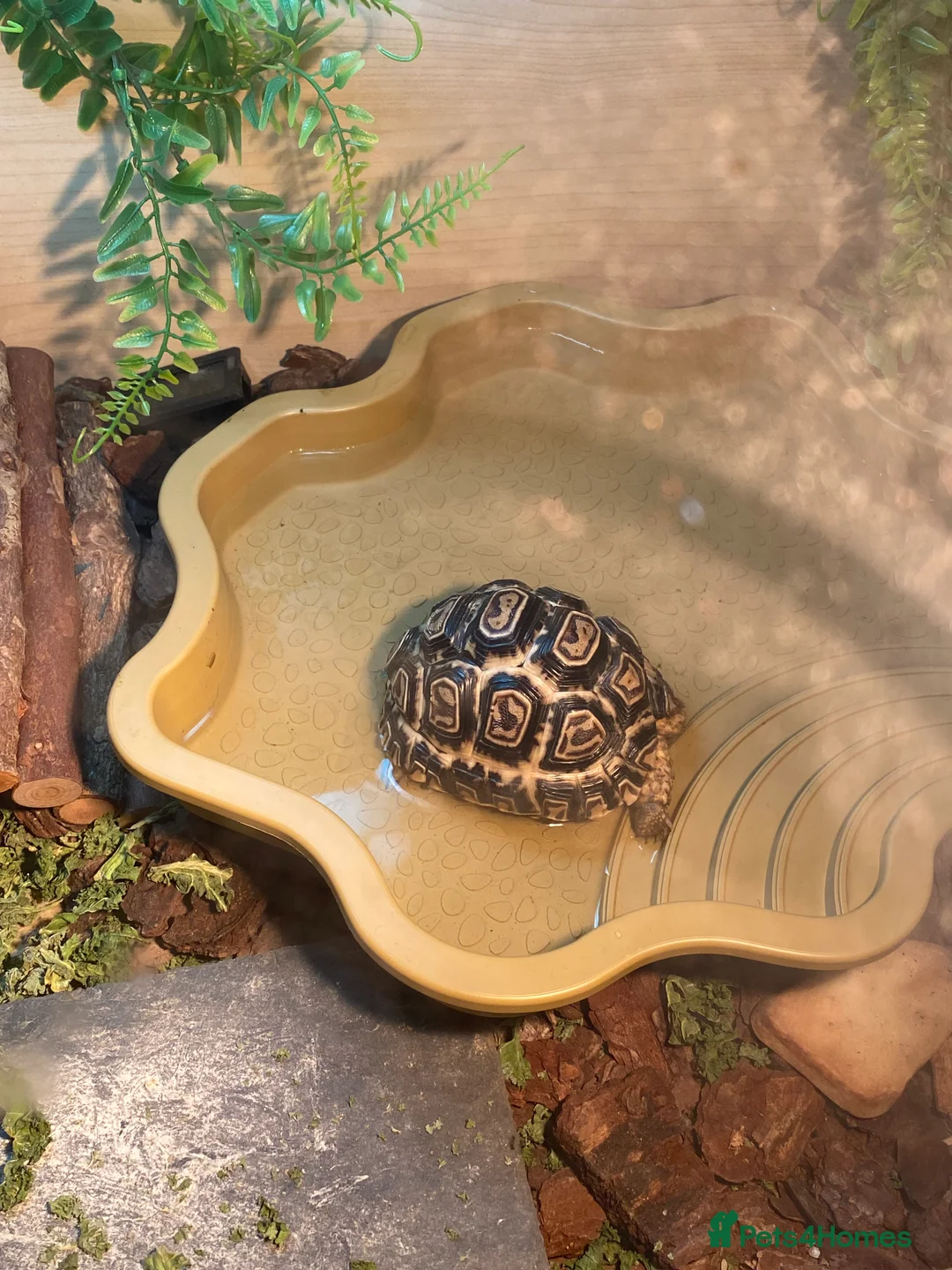 Tortoise reptiles for sale: Leopard Tortoise   - Advert 2