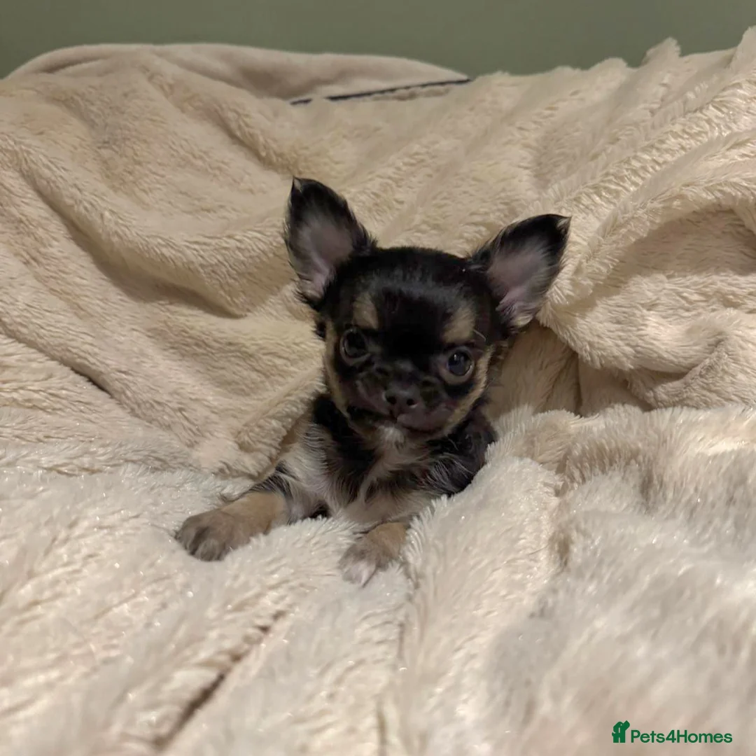 Chihuahua dogs for sale: Chihuahua Puppies 💜 - Advert 9
