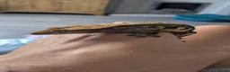 Gecko reptiles for sale: Crested gecko and enclosure  in Frodsham - Advert 5