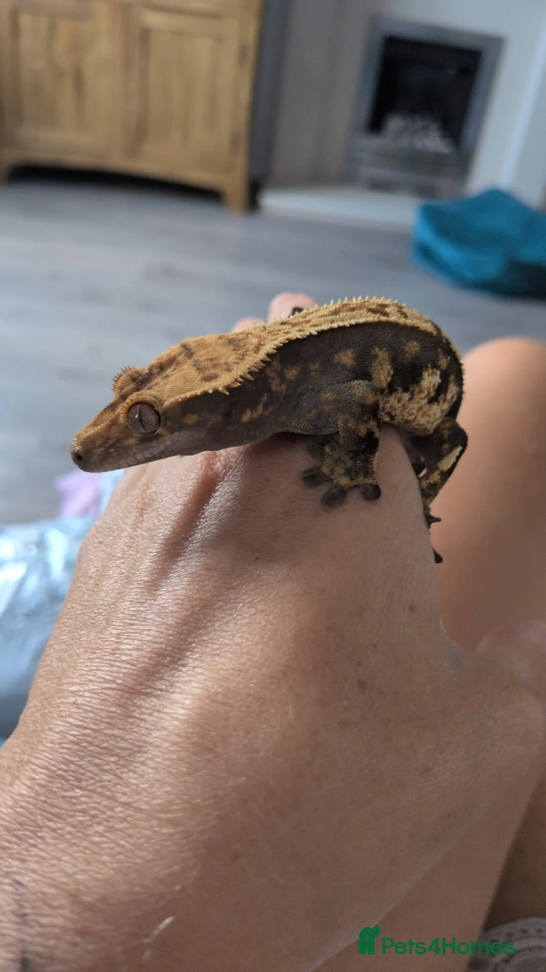 Gecko reptiles for sale: Crested gecko and enclosure  in Frodsham - Advert 5