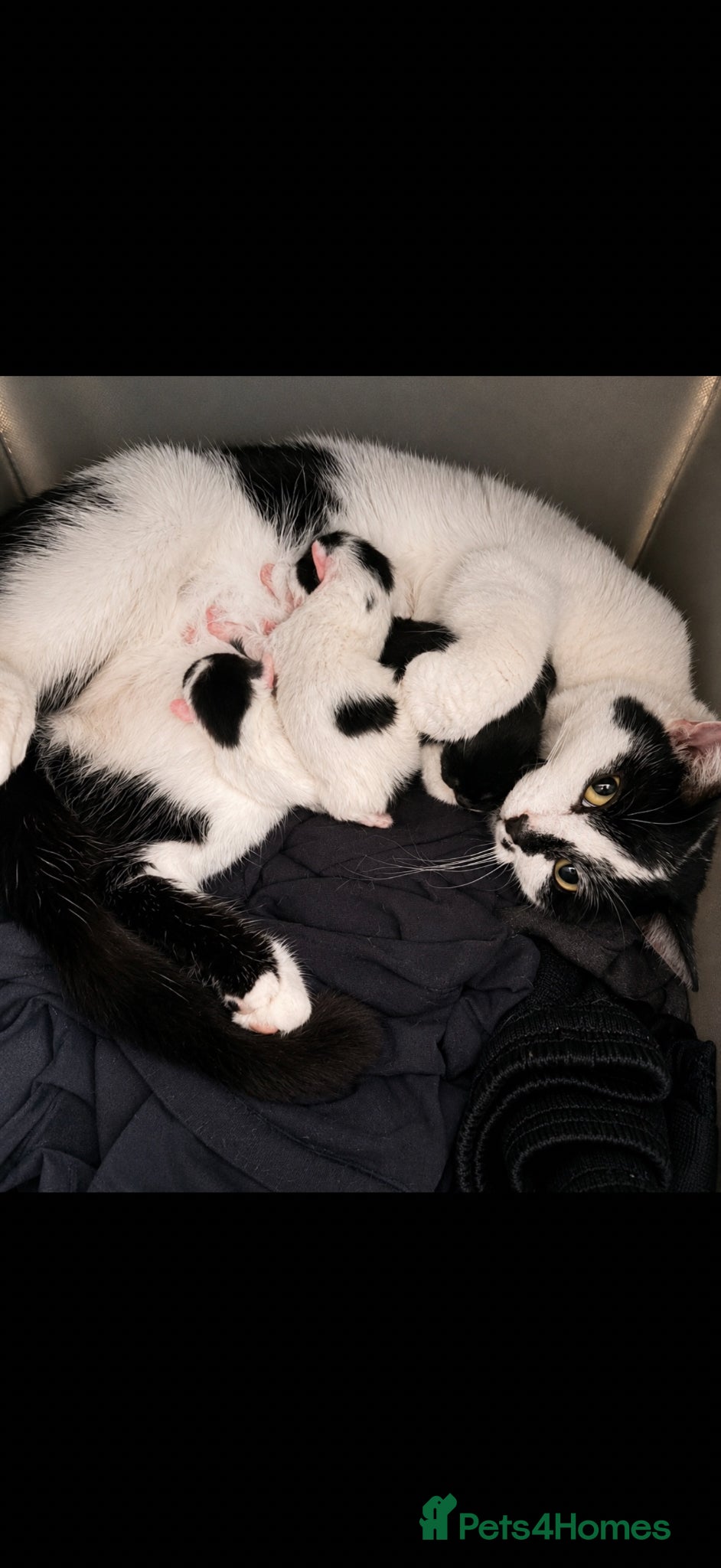 Mixed Breed cats Three kittens for sale  - Advert 2