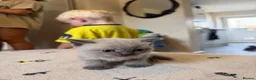 British Shorthair cats for sale: Beautiful British shorthair kittens  - Advert 8
