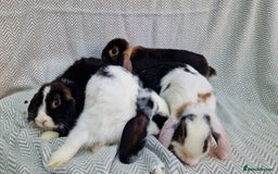 Mini Lop rabbits for sale: Mini Lop Male Rabbits - Image 7