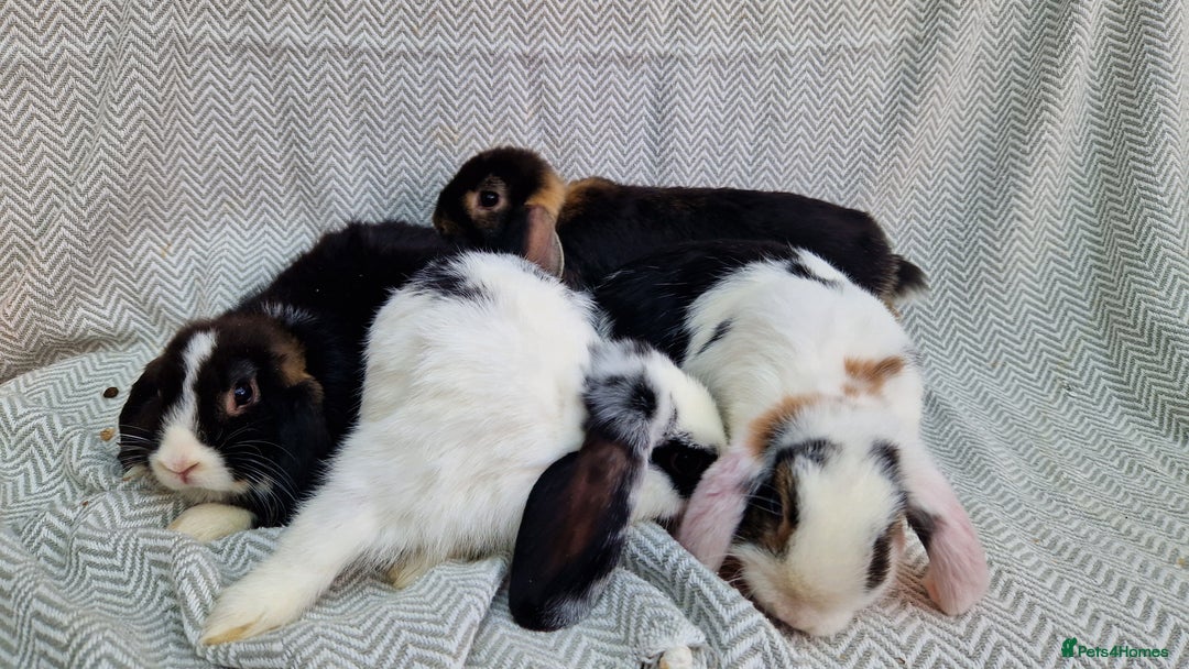 Mini Lop rabbits for sale: Mini Lop Male Rabbits - Image 7
