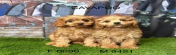 Cavapoo dogs for sale: Stunning Cavapoo puppies  - Advert 2