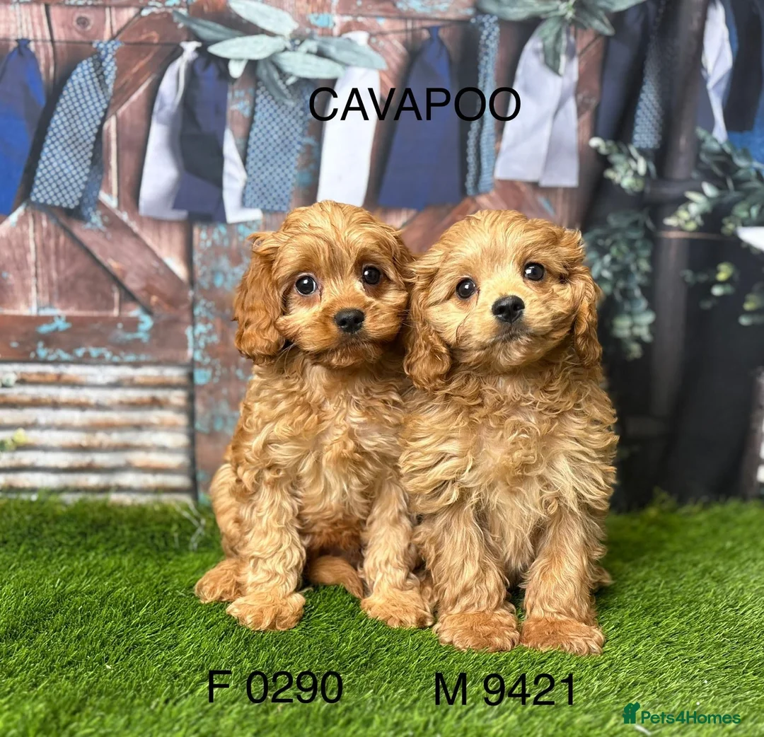 Cavapoo dogs for sale: Stunning Cavapoo puppies  - Advert 2