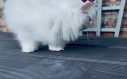 Persian cats for sale: Pure White Persian Girls BLUE EYES & full hearing - Image 8