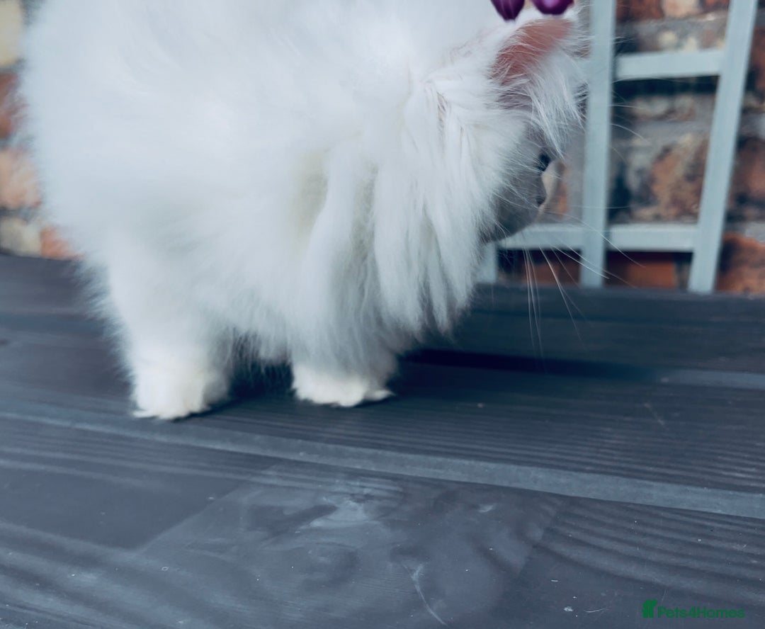 Persian cats for sale: Pure White Persian Girls BLUE EYES & full hearing - Image 8