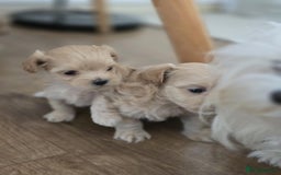 Maltipoo dogs for sale: F1 tiny maltipoo teddies  - Image 14