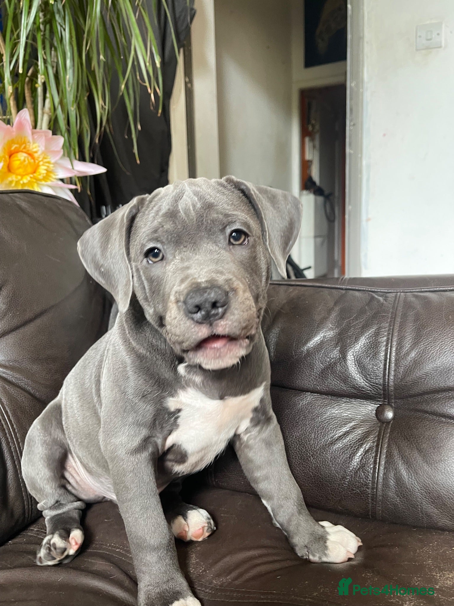 Mixed Breed dogs Puppy Victorian Bulldog × Staffy. - Advert 7