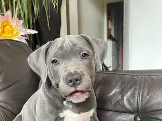 Mixed Breed dogs Puppy Victorian Bulldog × Staffy. - Advert 7