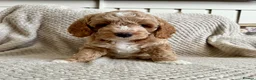 Cavapoo dogs for sale: 1 APRICOT BOY LEFT Beautiful F1B Cavapoo Puppies  - Advert 2