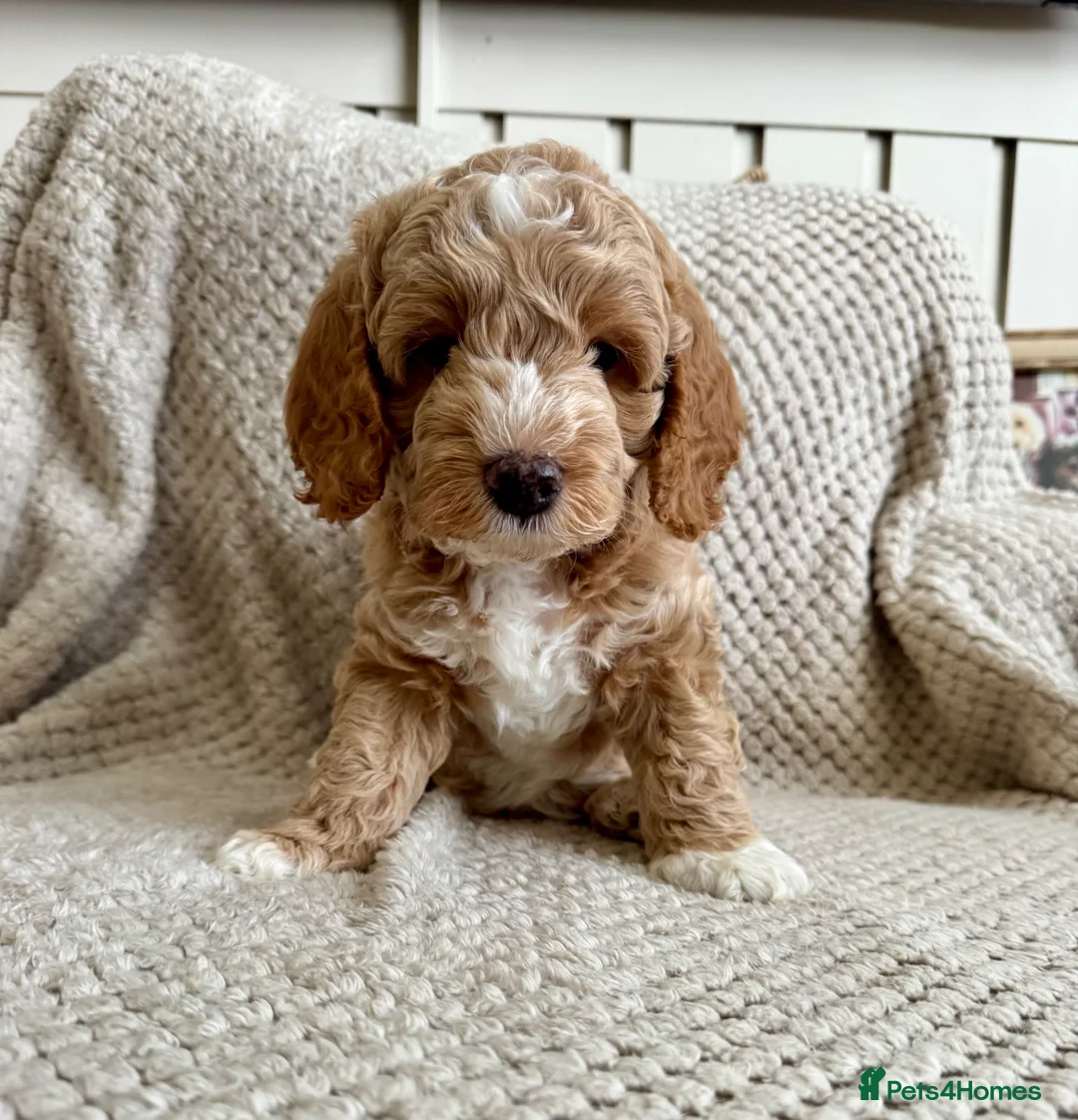 Cavapoo dogs for sale: 1 APRICOT BOY LEFT Beautiful F1B Cavapoo Puppies  - Advert 2