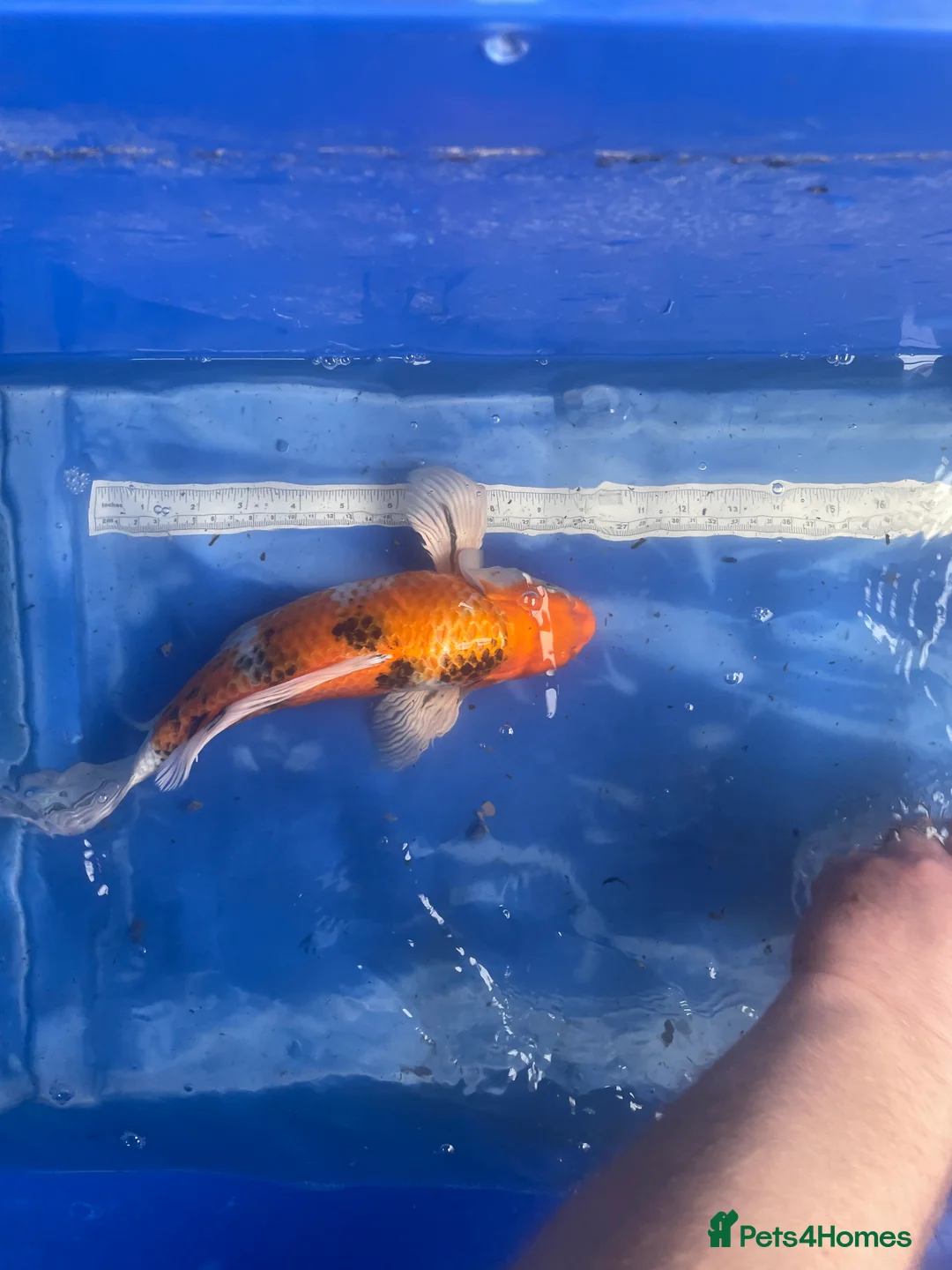 Koi Carp fish for sale: Koi carp and butterfly koi  - Advert 20