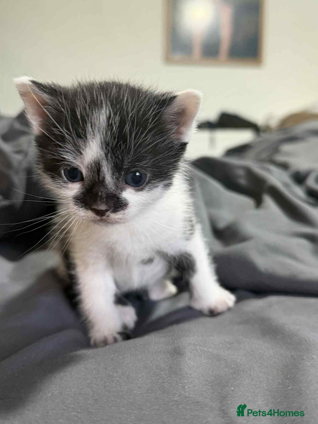 Mixed Breed birds for sale: Loving kittens - Advert 2