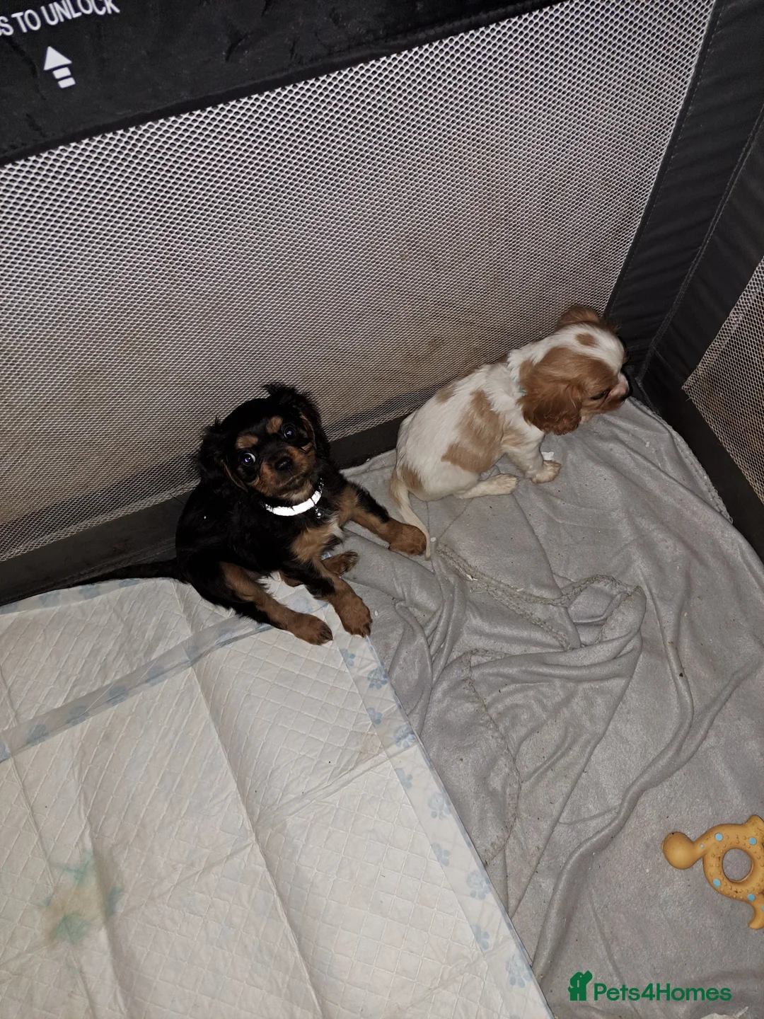 Cavalier King Charles Spaniel dogs for sale: For sale  - Advert 1