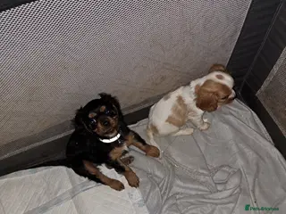 Cavalier King Charles Spaniel dogs For sale - Advert 1
