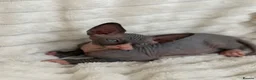 Sphynx cats for sale: 🐾 Beautiful Sphynx Kittens – Raised With Love 🐾 - Advert 18