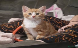 British Shorthair cats for sale: Gorgeous kittens for sale  - Advert 2