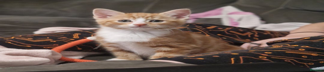 British Shorthair Kitten 2