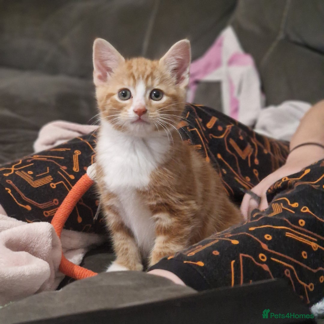 British Shorthair cats for sale: Gorgeous kittens for sale  - Advert 2