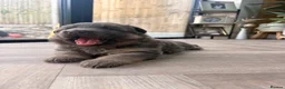 German Shepherd dogs for sale: Blue/Tan Puppies  in Dartford - Advert 14