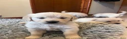 Golden Retriever dogs for sale: 8 adorable golden retriever pups for sale  - Advert 5