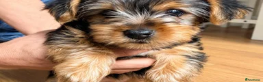 Yorkshire Terrier 3