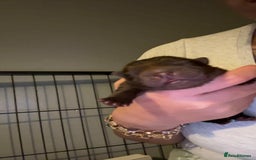 Chow Chow dogs for sale: Rare Chow chow puppies - Image 25