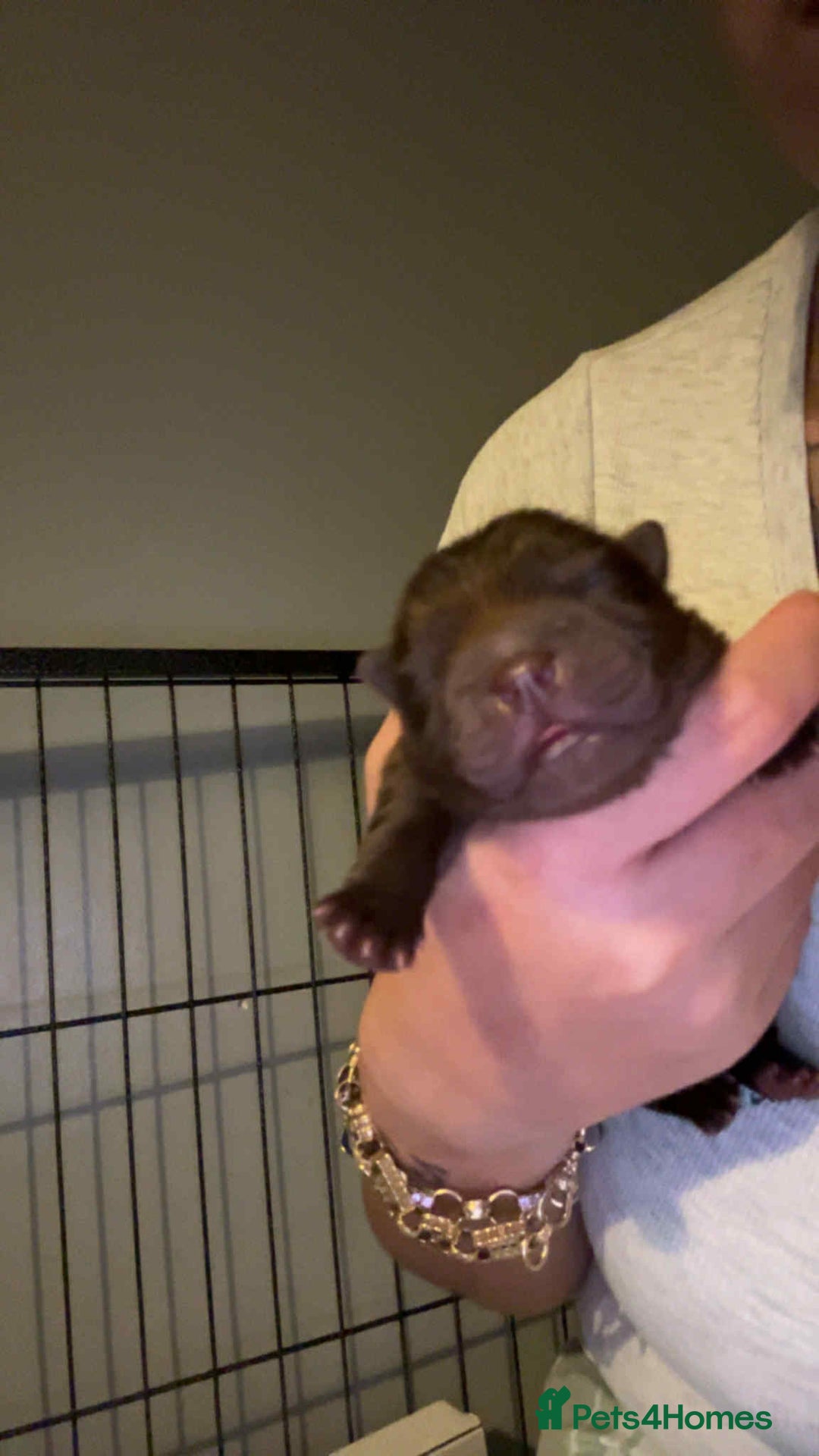 Chow Chow dogs for sale: Rare Chow chow puppies - Image 25