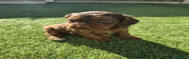 Cockapoo Puppy 2