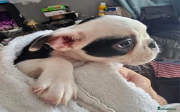 Boston Terrier dogs for sale: REDUCED!! Boston terriers DELIVERY!. - Image 20