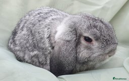 Mini Lop rabbits for sale: Spayed/neutered rabbits Vac RHD2 yurvac - Image 10