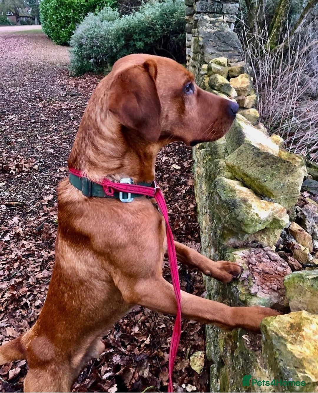 Labrador Retriever dogs for stud: Fox red Labrador available for stud - Proven in Melton Mowbray - Advert 5