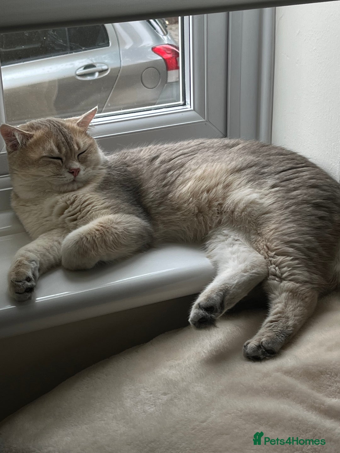 British Shorthair cats for stud: Muezza our big boy cat looking for queen  - Advert 1