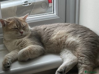 British Shorthair cats Muezza our big boy cat looking for queen - Advert 2