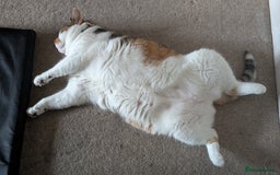 Mixed Breed cats for sale: Mimi  - Image 8